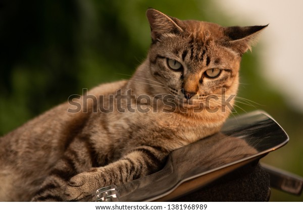 Angry cat looking to the camera while\
laying on the trunk of the car with blurry\
background