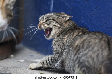 angry-cat-looking-other-260nw-409077541.jpg