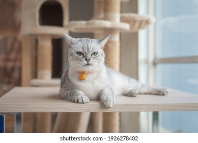 Angry Cat Lying On Wooden Table