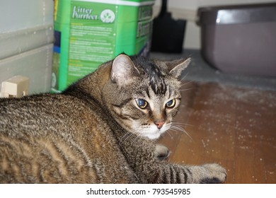 Angry Cat Near Litter Box