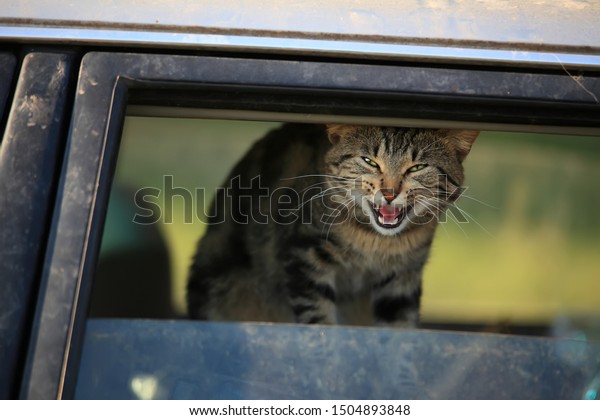 Angry cat in old dirty
car