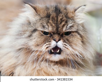 2,050 Raging cat Images, Stock Photos & Vectors | Shutterstock