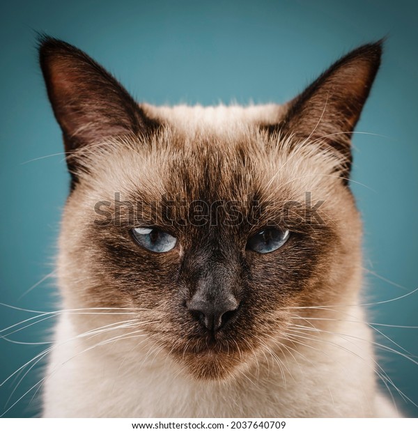 Siamese Cat Angry Images Stock Photos Vectors Shutterstock