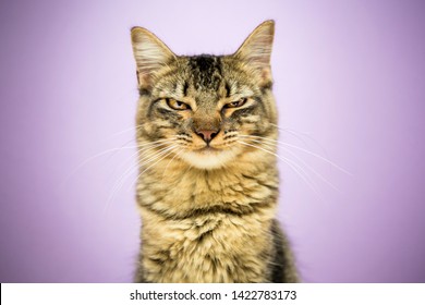 Angry Cat Portrait. Mad Expression, Studio Photoshoot