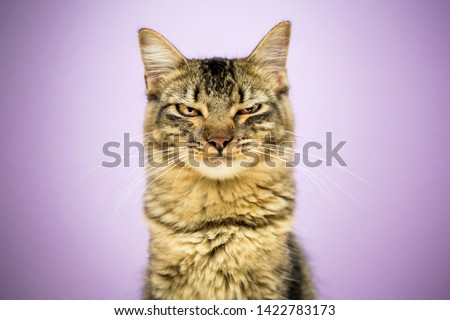 Angry cat portrait. mad expression, studio photoshoot