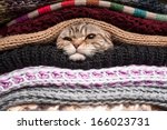 angry cat is preparing for winter, wrapped up in a pile of woolen clothes