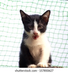 Angry cat ready to attack