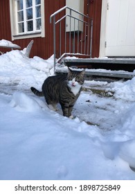 Angry Cat Standing In Snow In Front Of Red House