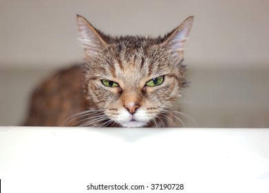 Angry Cat Taking A Bath In The Tub