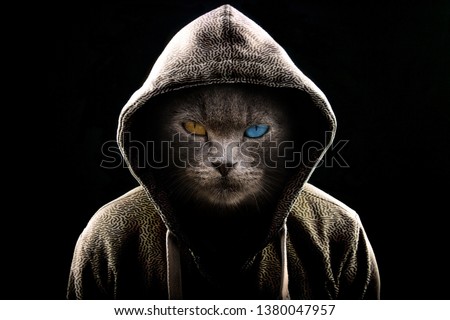 Angry Cat wearing a Hoodie