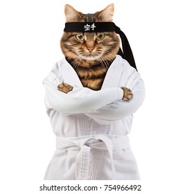 Angry cat is wearing a kimono.
Cat fighter is engaged in karate-do. Hieroglyph translates - karate.