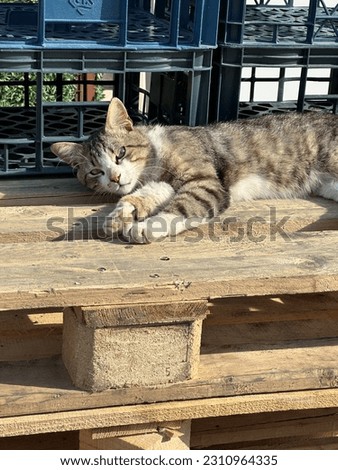 The angry cat while liying