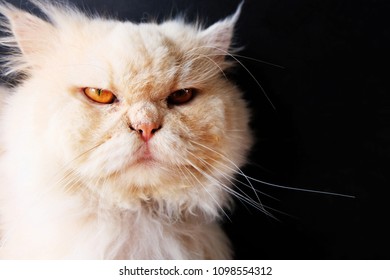 tira calentar Contratar Un gato enfurecido con los ojos Foto de stock 1098554312 | Shutterstock