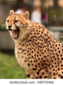 Angry Cheetah