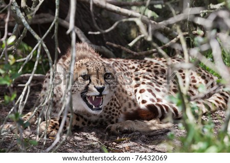 Angry cheetah