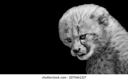 Angry Cheetah Cub Face On The Black Background