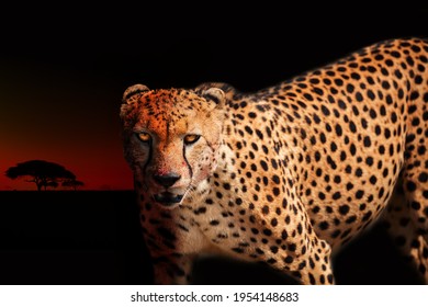 Angry Cheetah Photo With Blood On Killer Face Look