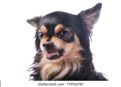 Aggressive Dog Stock Photos, Images and Backgrounds for Free Download