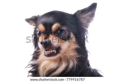 Angry chihuahua dog growls and scraggles