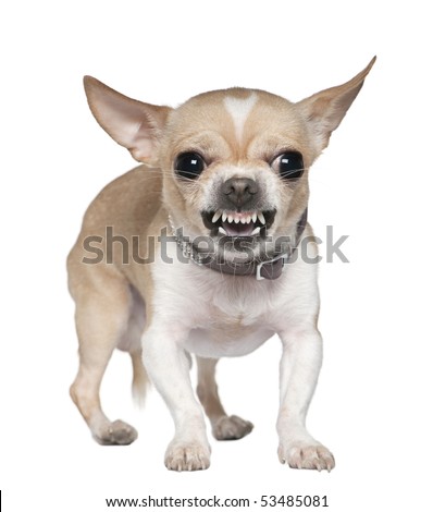 Angry Chihuahua growling, 2 years old, in front of white background