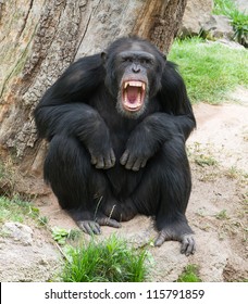 Angry Chimpanzee, Outdoor