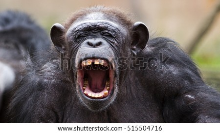 angry chimpanzee yelling