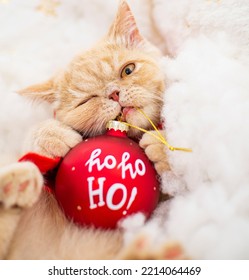 Angry Christmas Cat Ho Ho Ho