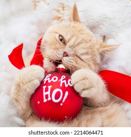 Angry Christmas Cat Ho Ho Ho