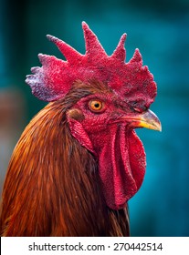 Angry cock