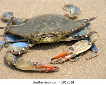 993 Angry crab Images, Stock Photos & Vectors | Shutterstock