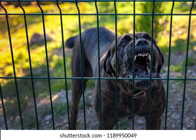 Guard Dog Behind Fence Hd Stock Images Shutterstock