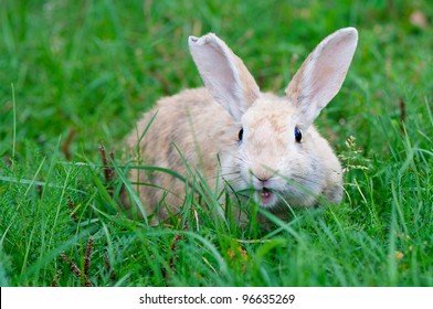 Angry Cute Rabbit