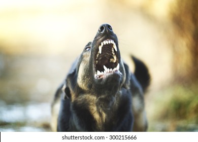 Angry Dangerous Young German Shepherd Dog Puppy Barks And Defefense Background