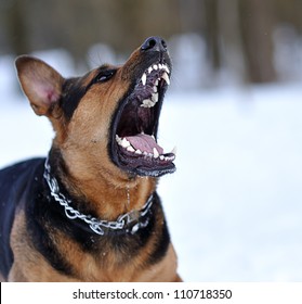 Angry Dog