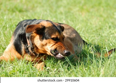 1,711 Dog Rage Images, Stock Photos & Vectors | Shutterstock