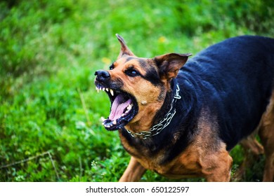 Angry Dog Stock Photo 650122597 