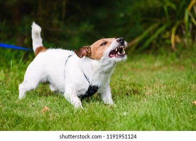 Angry dog aggressively barking and defending his territory