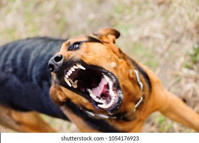 Snarling Dog High Res Stock Images Shutterstock