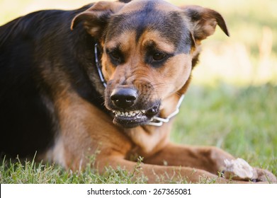 angry dog with bared teeth