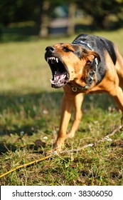 Snarling Dog High Res Stock Images Shutterstock