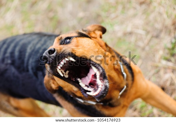 歯が生えた怒り犬 の写真素材 今すぐ編集