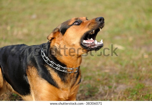 angry dog with bared teeth
