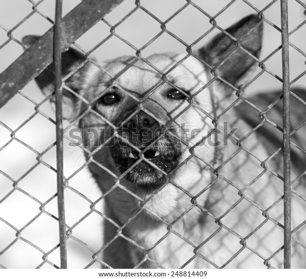 Angry Dog Behind Fence Stock Photo 248814409 Shutterstock