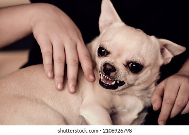 Angry dog bites. Aggressive pet.