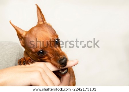 An angry dog bites a child's finger on a light background. The muzzle of an aggressive dog.