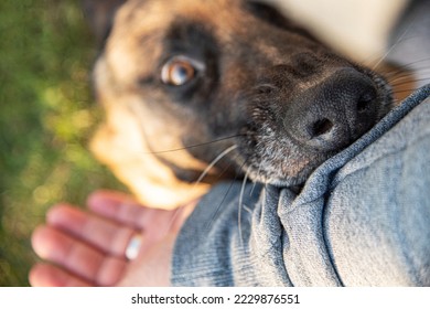 An angry dog bites a man's hand. - Powered by Shutterstock