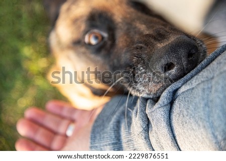 An angry dog bites a man's hand.