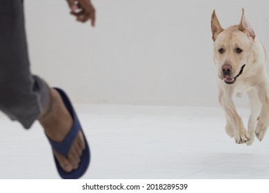 Angry Dog Chasing Man Trying Bit Stock Photo (Edit Now) 2018289539