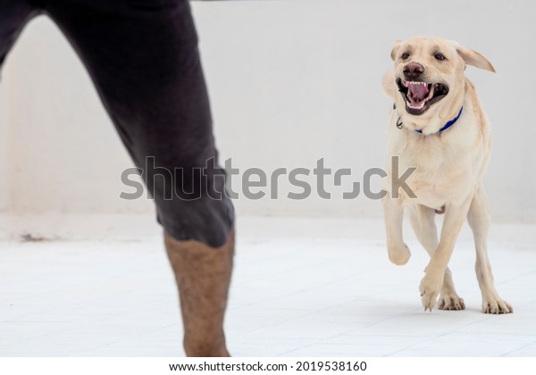 Angry Dog Chasing Man Trying Bit Stock Photo 2019538160 | Shutterstock