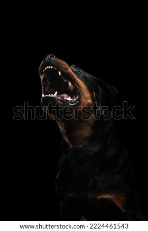 angry dog, grin, open mouth Rottweiler on a black background. black pet on dark